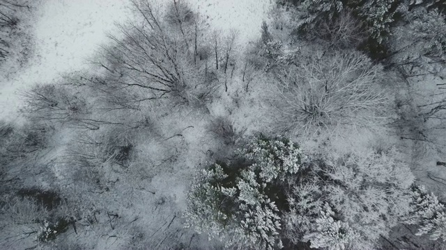 森林鸟瞰图视频素材