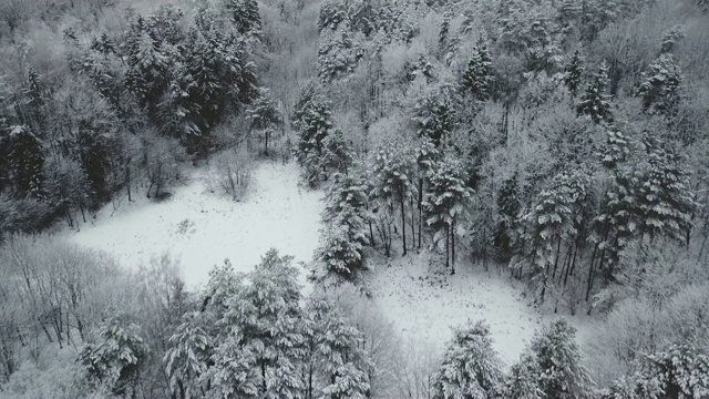 森林鸟瞰图视频素材