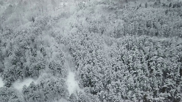 森林鸟瞰图视频素材