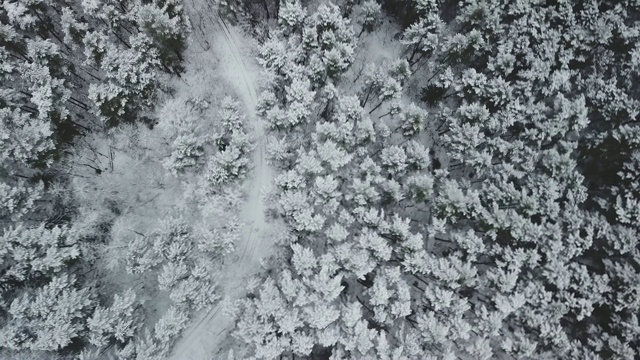 森林鸟瞰图视频素材