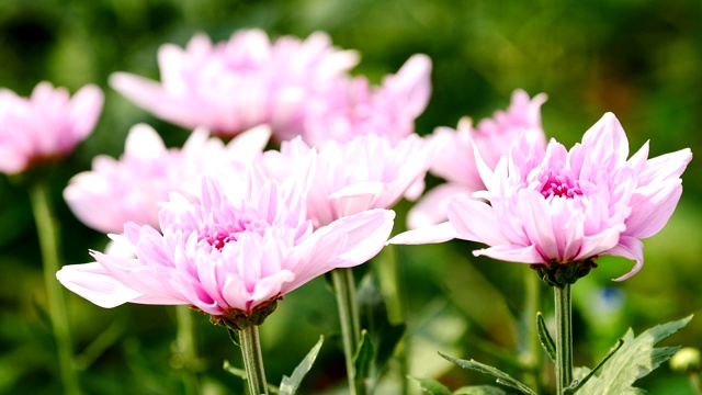 花园里有粉红色的菊花。视频素材