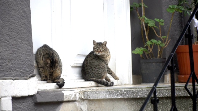 两只虎斑猫坐在屋前视频素材