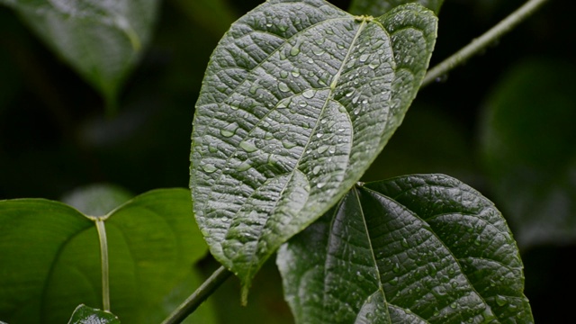 在雨季，雨水落在植物潮湿的叶子上视频素材