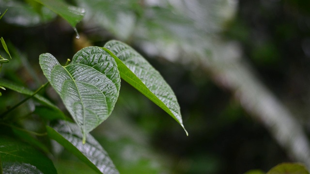 在雨季，雨水落在植物潮湿的叶子上视频素材