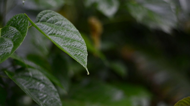 在雨季，雨水落在植物潮湿的叶子上视频素材