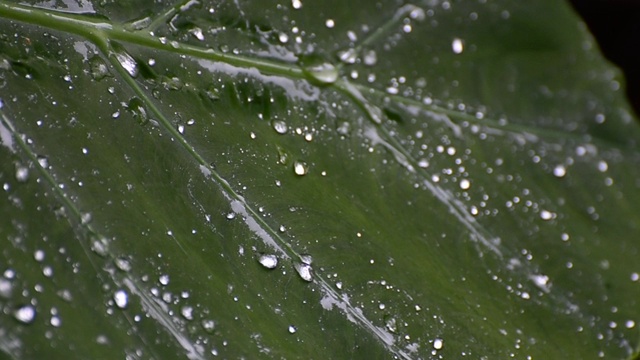 在雨季，雨水落在植物潮湿的叶子上视频素材