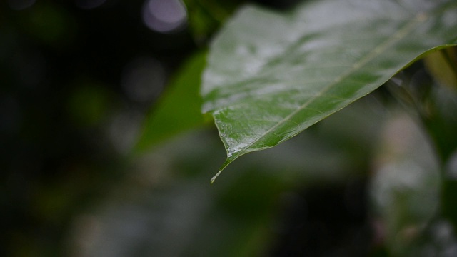 在雨季，雨水落在植物潮湿的叶子上视频素材