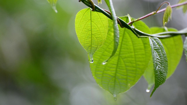 在雨季，雨水落在植物潮湿的叶子上视频素材