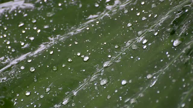 在雨季，雨水落在植物潮湿的叶子上视频素材