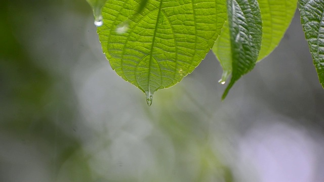 在雨季，雨水落在植物潮湿的叶子上视频素材