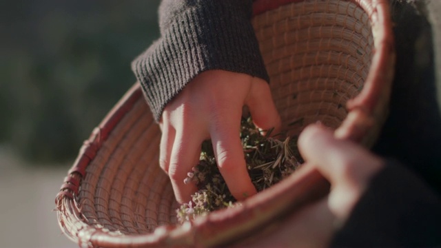 女人把新鲜的香草倒进篮子里视频素材