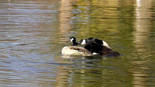 加拿大鹅，Branta canadensis，配对交配视频素材