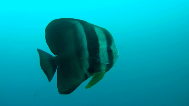 球形蝙蝠鱼(Platax orbicularis)游泳在蓝色的水，印度洋，马尔代夫视频素材