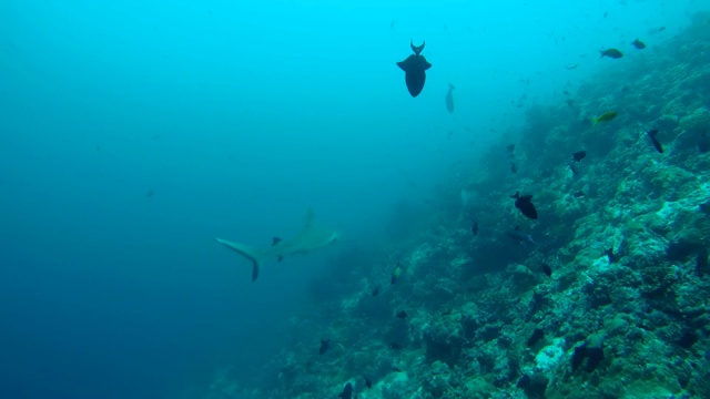 灰礁鲨(卡查hinus amblyrhynchos)游泳附近的珊瑚礁，印度洋，马尔代夫视频素材