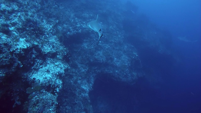 灰礁鲨(卡查hinus amblyrhynchos)游泳附近的珊瑚礁，印度洋，马尔代夫视频素材