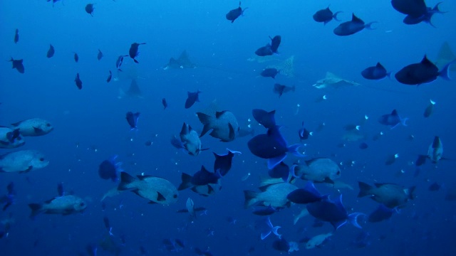 印度洋，马尔代夫，一大群斑点鹰鳐(Aetobatus narinari)在一群红牙triggerfish (Odonus niger)中游动视频素材