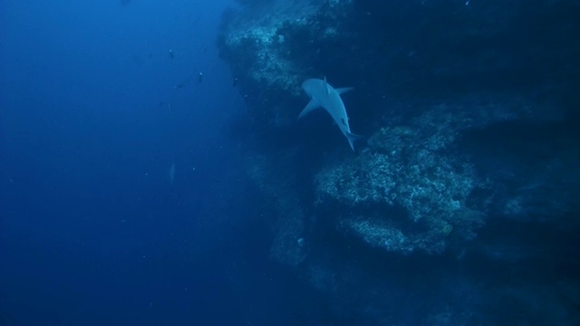 灰色礁鲨(Carcharhinus amblyrhynchos)游近珊瑚礁，印度洋，马尔代夫视频素材