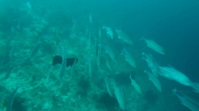 一群大眼鲹(Caranx sexfasciatus)，印度洋，马尔代夫视频素材