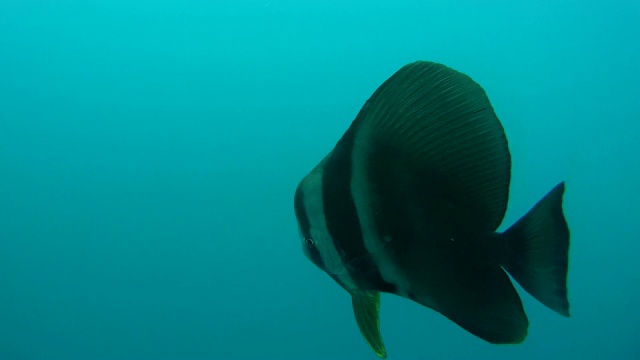 球形蝙蝠鱼(Platax orbicularis)游泳在蓝色的水，印度洋，马尔代夫视频素材