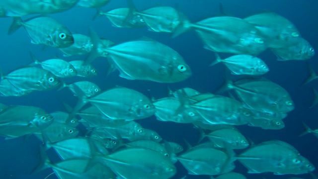 一群大眼鲹鱼(Caranx sexfasciatus)在印度洋马尔代夫的珊瑚礁附近游泳视频素材