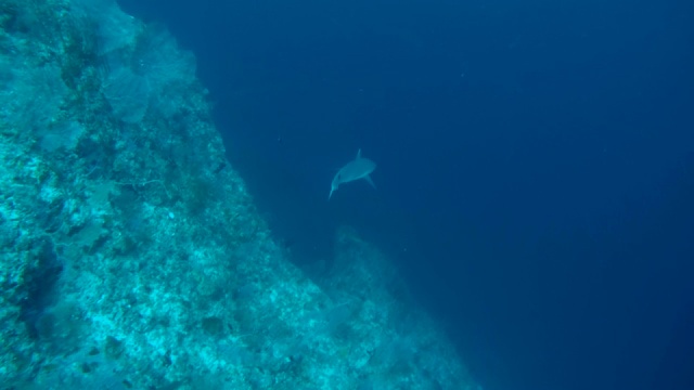 灰礁鲨(卡查hinus amblyrhynchos)游泳附近的珊瑚礁，印度洋，马尔代夫视频素材