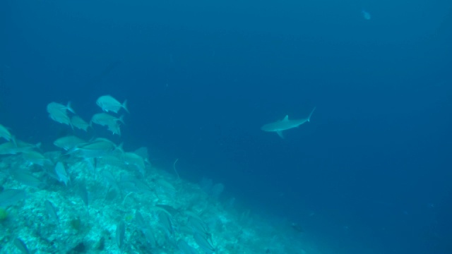 一群大眼鲹鱼(Caranx sexfasciatus)和灰礁鲨(Carcharhinus amblyrhynchos)在印度洋马尔代夫的珊瑚礁附近游泳视频素材