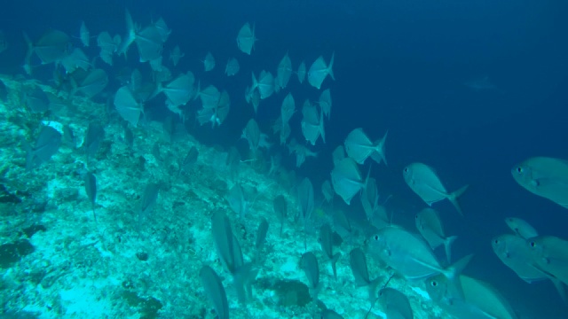 一群大眼鲹(Caranx sexfasciatus)，印度洋，马尔代夫视频素材