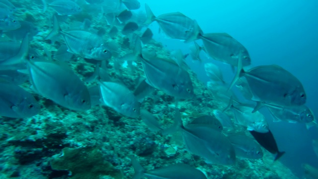 一群大眼鲹鱼(Caranx sexfasciatus)在印度洋马尔代夫的珊瑚礁附近游泳视频素材