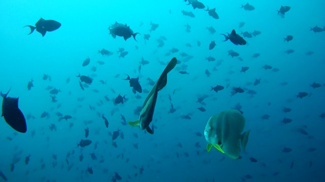 在马尔代夫的印度洋，两条圆形蝙蝠鱼(Platax orbicularis)在一群红牙箭鱼(Odonus niger)的旁边游动视频素材