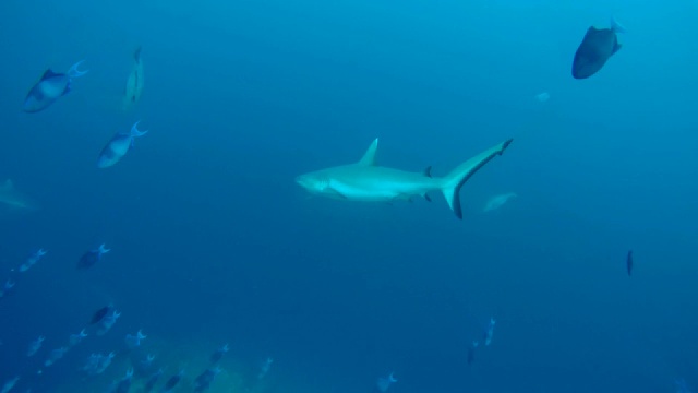 灰礁鲨(卡查hinus amblyrhynchos)游泳附近的珊瑚礁，印度洋，马尔代夫视频素材