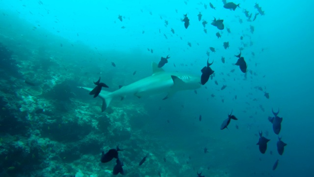 灰礁鲨(Carcharhinus amblyrhynchos)张开嘴清洁，印度洋，马尔代夫视频素材