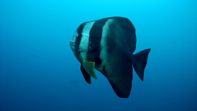 球形蝙蝠鱼(Platax orbicularis)游泳在蓝色的水，印度洋，马尔代夫视频素材