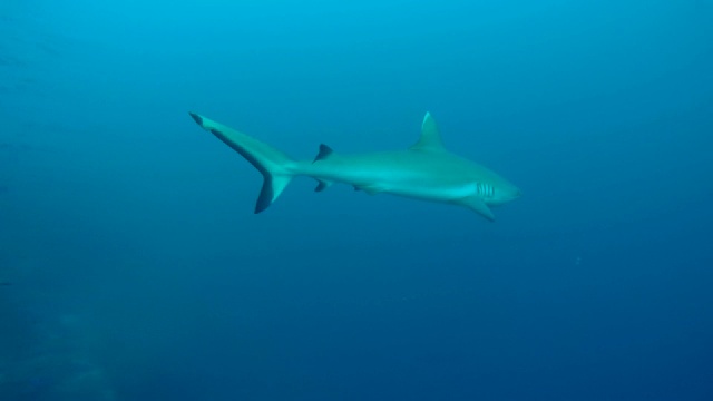 灰礁鲨(卡查hinus amblyrhynchos)游泳附近的珊瑚礁，印度洋，马尔代夫视频素材