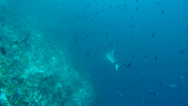 灰礁鲨(卡查hinus amblyrhynchos)游泳附近的珊瑚礁，印度洋，马尔代夫视频素材