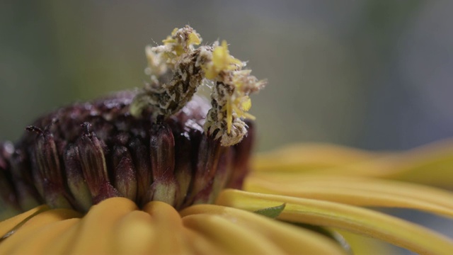 带有花瓣的伪装毛虫视频素材