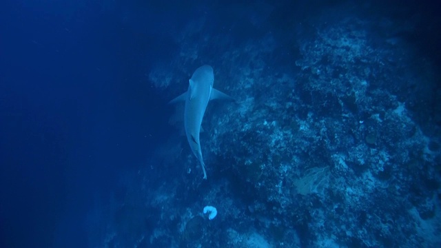 灰礁鲨(卡查hinus amblyrhynchos)游泳附近的珊瑚礁，印度洋，马尔代夫视频素材