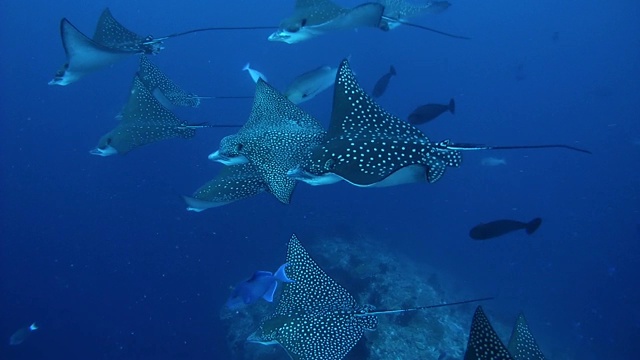 印度洋，马尔代夫，一大群斑点鹰鳐(Aetobatus narinari)在一群红牙triggerfish (Odonus niger)中游动视频素材