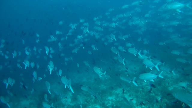 一群大眼鲹鱼(Caranx sexfasciatus)在印度洋马尔代夫的珊瑚礁附近游泳视频素材