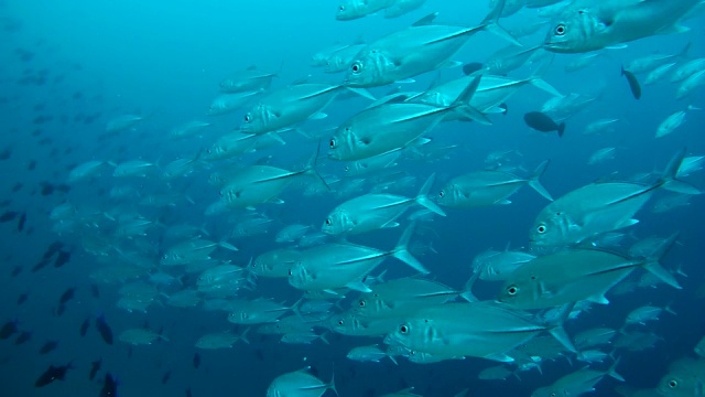 一群大眼鲹鱼(Caranx sexfasciatus)在印度洋马尔代夫的珊瑚礁附近游泳视频素材