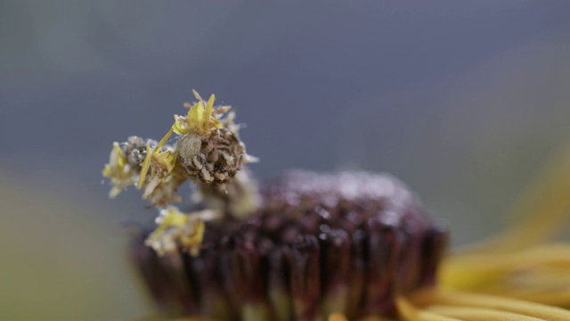 毛虫把花瓣附在自己身上视频素材