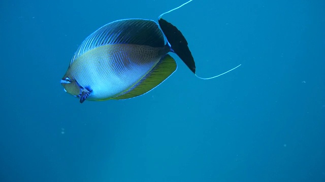 鱼细长的独角鱼(Naso lopezi)漂浮在水柱，印度洋，马尔代夫视频素材