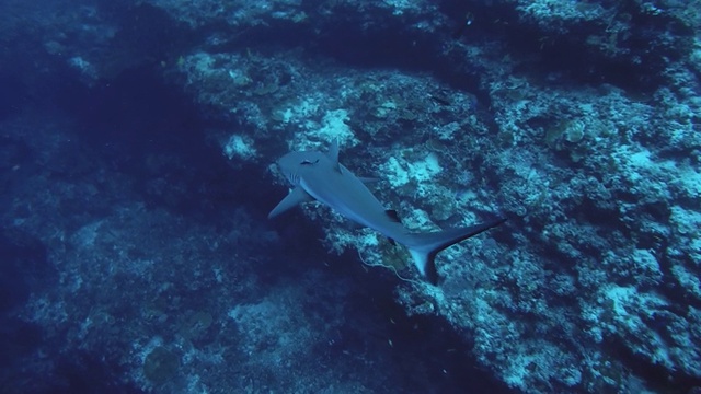 灰礁鲨(卡查hinus amblyrhynchos)游泳附近的珊瑚礁，印度洋，马尔代夫视频素材