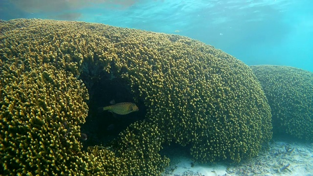 藏在珊瑚礁裂缝中的黄箱鲀(Ostracion cubicus)，印度洋，马尔代夫视频素材