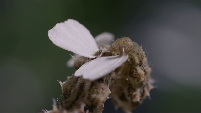 毛虫把花瓣附在自己身上视频素材