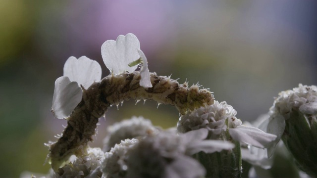 带有花瓣的伪装毛虫视频素材