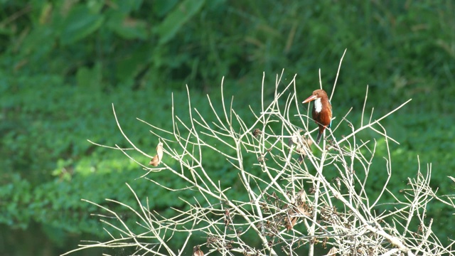 翠鸟在小树枝上休息视频素材