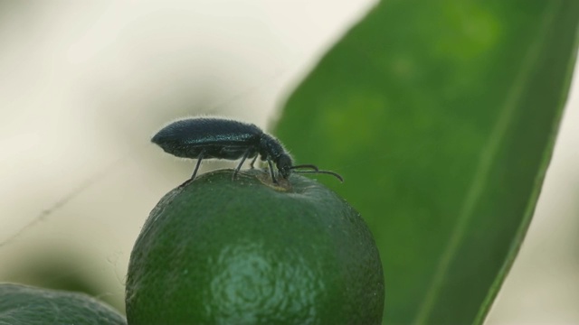 甲虫吃酸橙视频素材