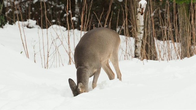 冬天的野生狍。Capreolus Capreolus。视频素材