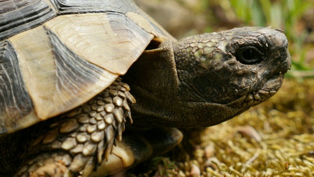 Testudo hermanni乌龟隐藏在盔甲4K 2160p超高清视频- Testudo graeca慢慢吃草和隐藏4K 3840X2160超高清视频视频素材