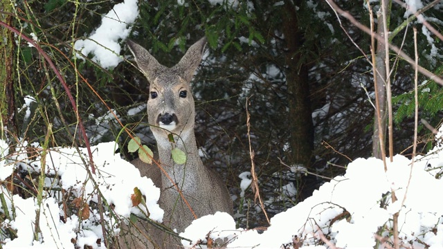 冬天的野生狍。Capreolus Capreolus。视频素材